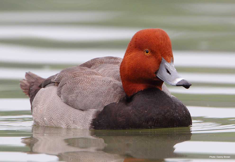 Types of ducks in hot sale nj